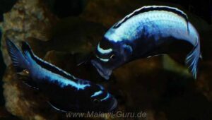 Metriaclima koningsi 'Maingano Island'